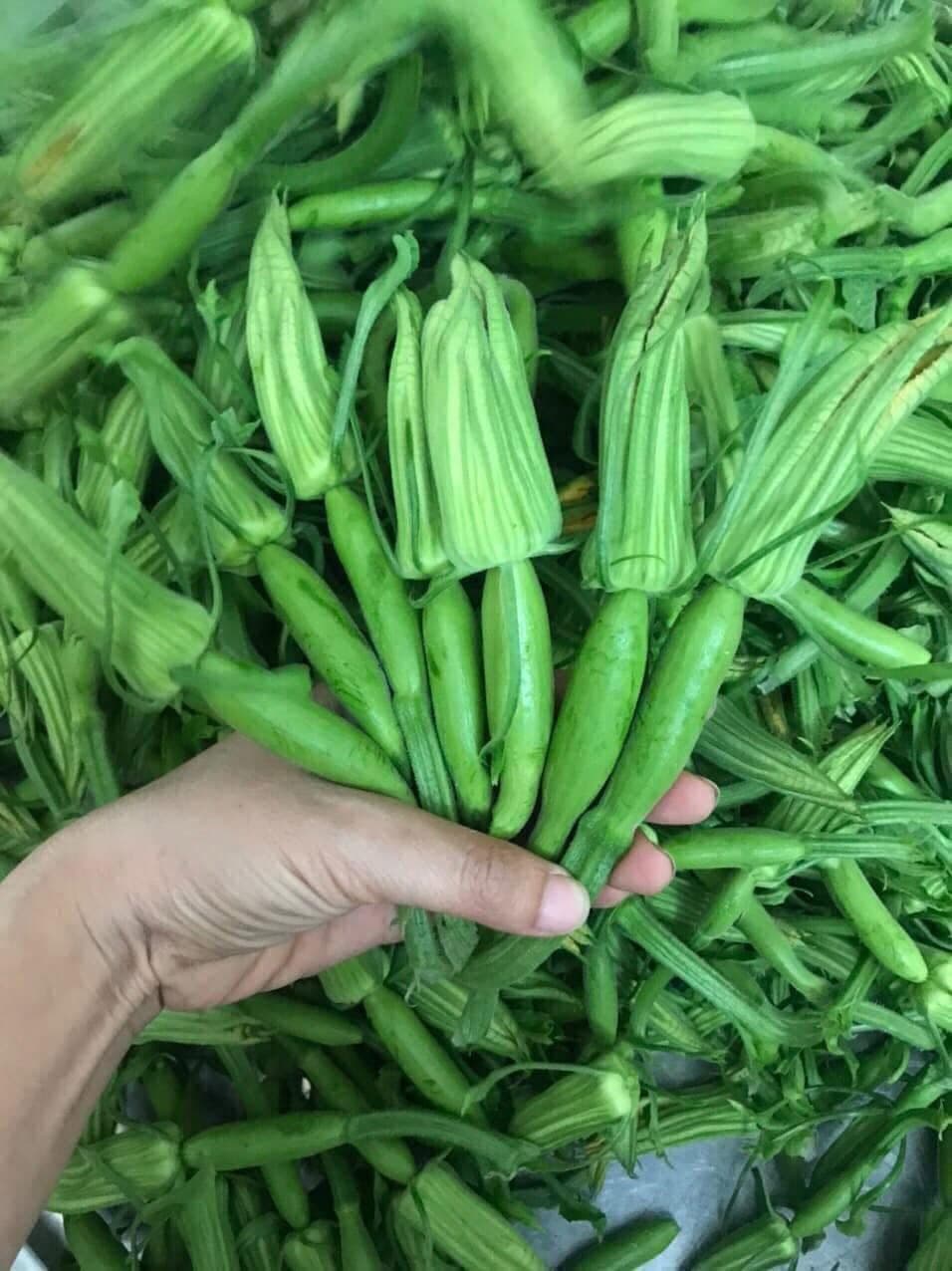 Nụ bí Vua ảnh 2